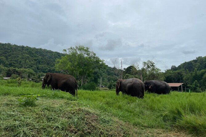 Half-Day Elephant Experience at Rantong - Final Thoughts: Worth Your Time and Money