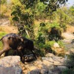 Half day Elephants in Nature Experience (Morning) - Transportation, Group Size, and Price