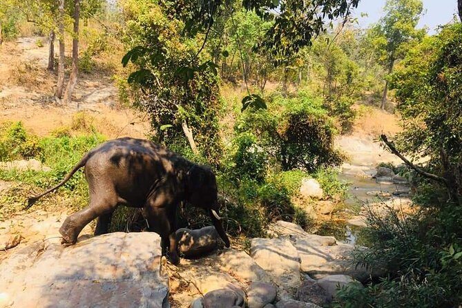 Half day Elephants in Nature Experience (Morning) - Transportation, Group Size, and Price