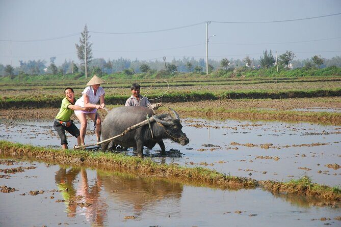 Half-day Farming life with wet rice from Hoi An - An In-Depth Look at the Farming Life Tour from Hoi An