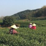 Half-Day Hangzhou Yunxi Bamboo Forest and Tea Plantation Experience - Key Points