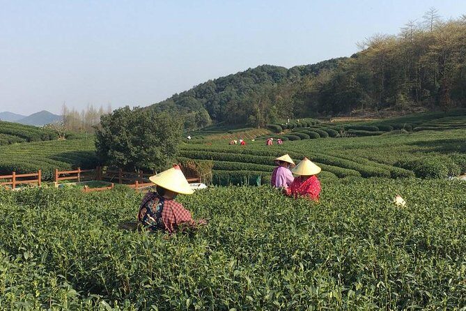 Half-Day Hangzhou Yunxi Bamboo Forest and Tea Plantation Experience - Key Points