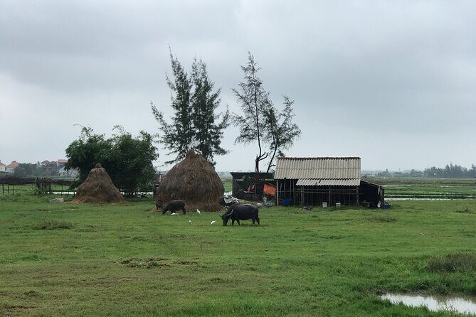 Half-Day Hoi An Countryside and Villages Tour by Bike - Who Is This Tour Best For?