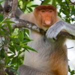 Half Day Labuk Bay Proboscis Monkey Sanctuary | Sandakan - The Sanctuary and Its Wildlife