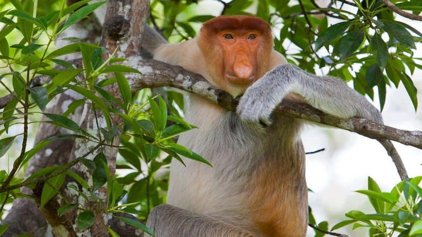 Half Day Labuk Bay Proboscis Monkey Sanctuary | Sandakan - The Sanctuary and Its Wildlife