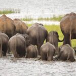 Half Day Minneriya National Park Safari from Habarana - A Deep Dive into the Minneriya Safari Experience