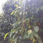 Half-day Motorbike Tour in Phu Quoc Island - An In-Depth Review of the Phu Quoc Motorbike Experience