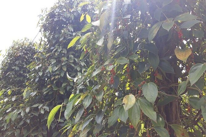 Half-day Motorbike Tour in Phu Quoc Island - An In-Depth Review of the Phu Quoc Motorbike Experience