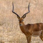 Half-Day Panna Safari: Guaranteed Tiger Sightings - Who Should Consider This Safari?