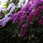 Half Day Phra That Doi Kham Temple and Royal Park Rajapruek (Private Tour) - Final Thoughts