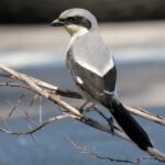 Half-Day Private Bird Tour of Fort De Soto Park in St. Petersburg - 2 person max - FAQs
