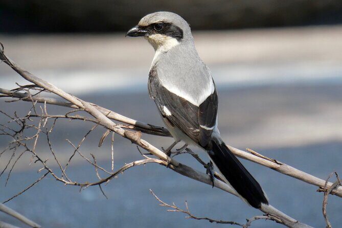 Half-Day Private Bird Tour of Fort De Soto Park in St. Petersburg - 2 person max - FAQs