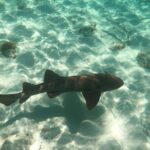 Half Day Private Tour to Islamorada Alligator Reef and Sandbar - Key Points