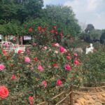 Half Day Private Tour to Yuntai Garden and Baiyun Mountain in Guangzhou - Why This Tour Offers Good Value and Authentic Experiences