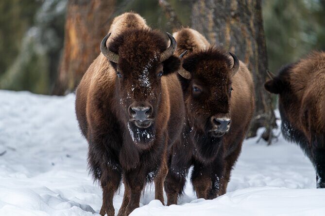 Half Day Private Wildlife Photography Tour in Yellowstone - The Sum Up: Who Should Consider This Tour?