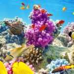 Half-Day Puerto Morelos Snorkeling Experience with Lunch - What Travelers Are Saying