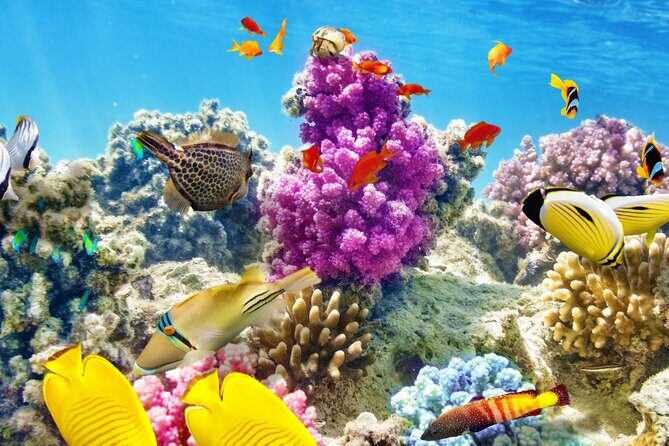 Half-Day Puerto Morelos Snorkeling Experience with Lunch - What Travelers Are Saying