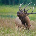 Half-Day Rocky Mountain National Park "Mountains to Sky Tour" - RMNPhotographer - Who Should Book This Tour?