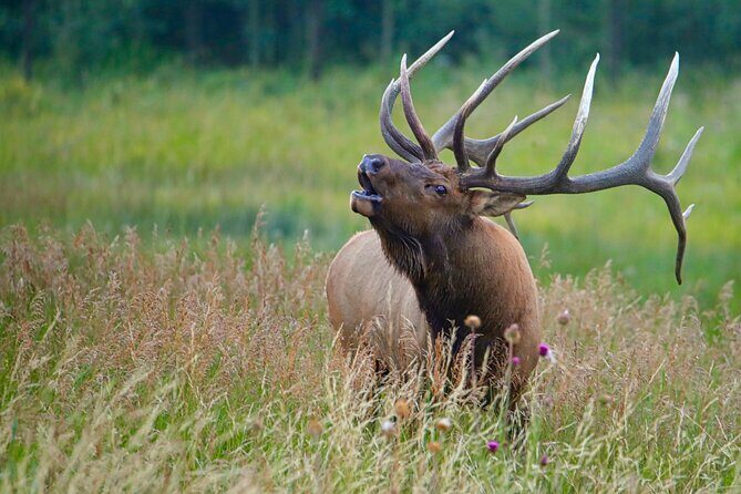 Half-Day Rocky Mountain National Park "Mountains to Sky Tour" - RMNPhotographer - Who Should Book This Tour?