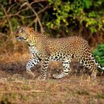 Half Day Safari at Yala National Park From Yala / Tissamaharama - A Closer Look at the Yala Safari Experience