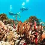 Half-Day Scuba Diving in Playa del Carmen for Small-Group - Equipment and Logistics