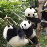Half day small group tour to Chengdu Panda Breeding Center - The Itinerary in Detail