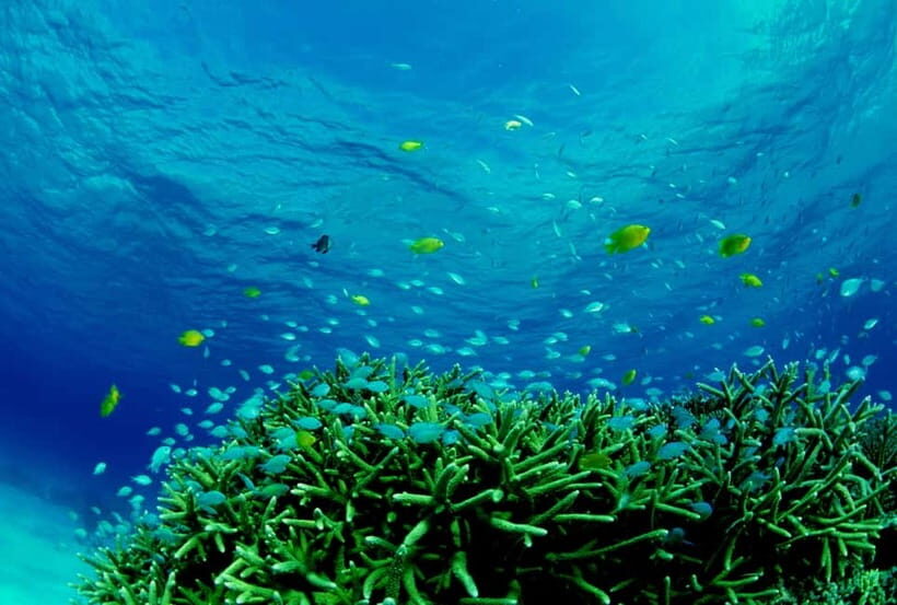 Half-Day Snorkeling Trip to Kerama - Final Thoughts: Is It Worth It?