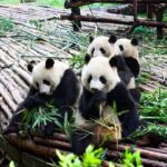 Half-Day Tour at Chengdu Panda Breeding Research Base - What You’ll See and Do