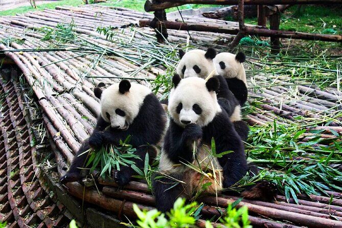 Half-Day Tour at Chengdu Panda Breeding Research Base - What You’ll See and Do