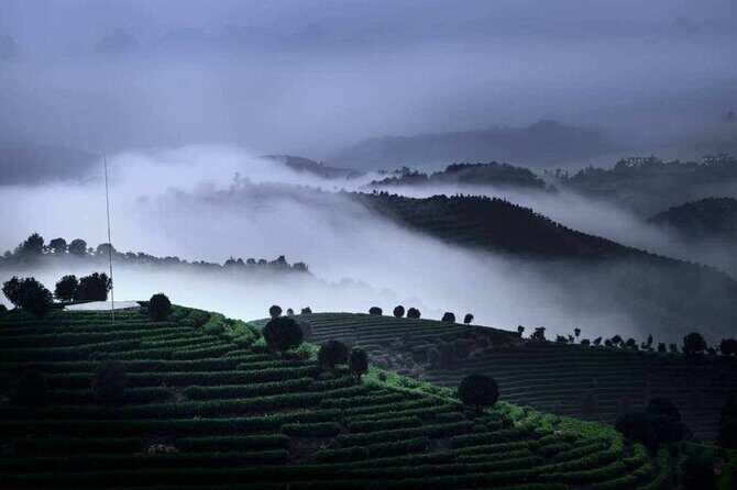 Half-day Tour: Largest Tea Plantation & Amazing Xianggong Hill - FAQ