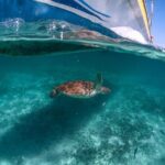Half-day Tour Sea Turtles Encounter in Akumal Bay - A Deep Dive into the Akumal Bay Turtle Encounter Tour