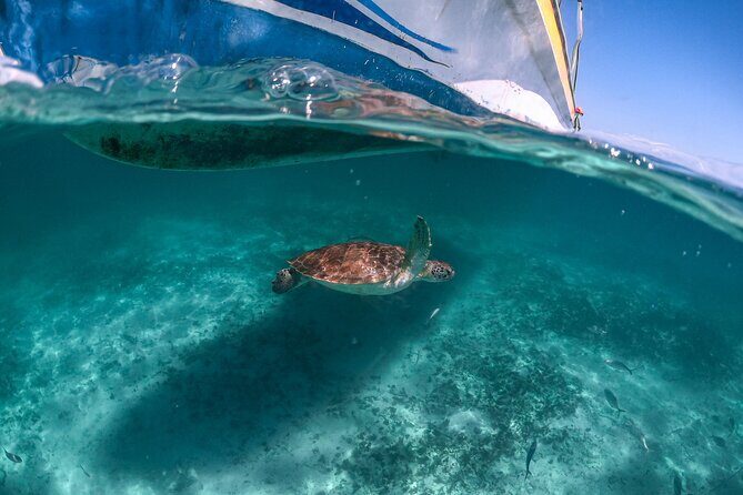 Half-day Tour Sea Turtles Encounter in Akumal Bay - A Deep Dive into the Akumal Bay Turtle Encounter Tour