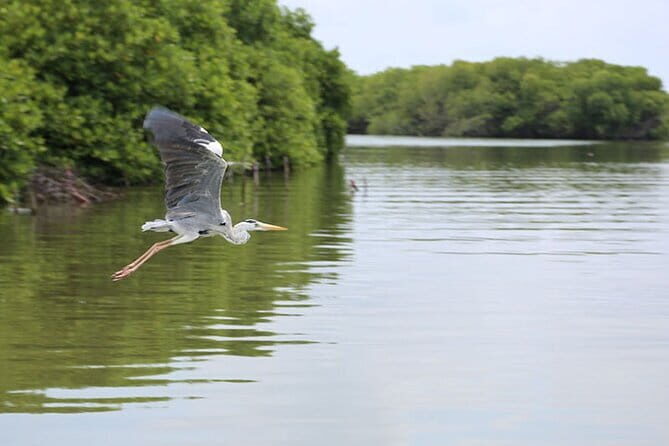 Half Day Tour to Muthurajawela, Lagoon, Dutch Canal and Mangroves - Riding through the Dutch Canal