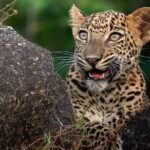 Half Day trip in Yala National Park - FAQ