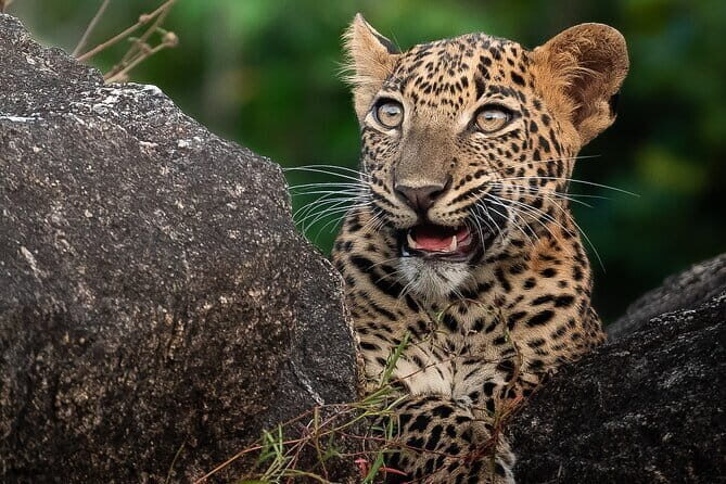 Half Day trip in Yala National Park - FAQ