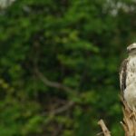 Half Day Udawalawe Safari (Entrance + Lunch) - Who Should Book This Tour?