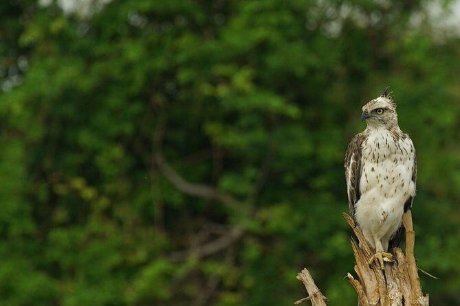 Half Day Udawalawe Safari (Entrance + Lunch) - Who Should Book This Tour?
