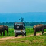 Half Day Udawalawe Safari from Kalutara (Entrance + Lunch) - Exploring the Udawalawe Safari Experience