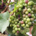 Half-Day Victoria to Cowichan Valley Wine Tour with Tastings - FAQ