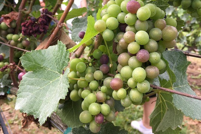 Half-Day Victoria to Cowichan Valley Wine Tour with Tastings - FAQ