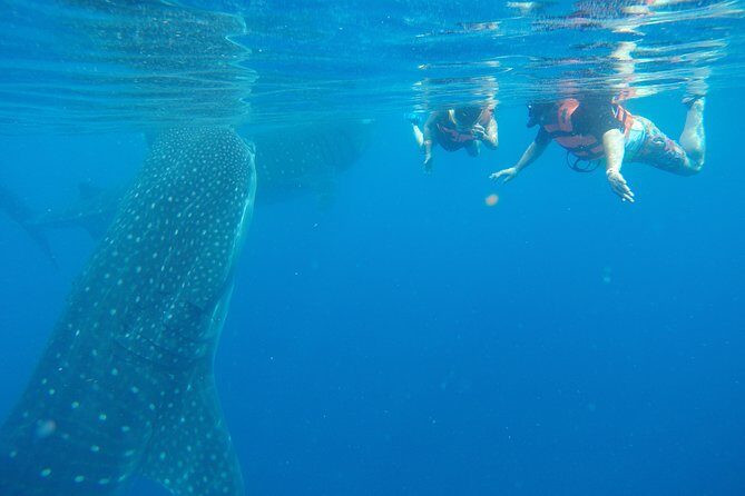 Half Day Whale Shark Tour From Playa del Carmen - The Value and the Realities