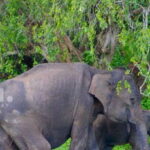 Half-Day Wild Safari in Yala National Park - In-Depth Look at the Safari Experience