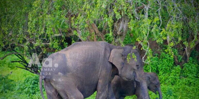 Half-Day Wild Safari in Yala National Park - In-Depth Look at the Safari Experience