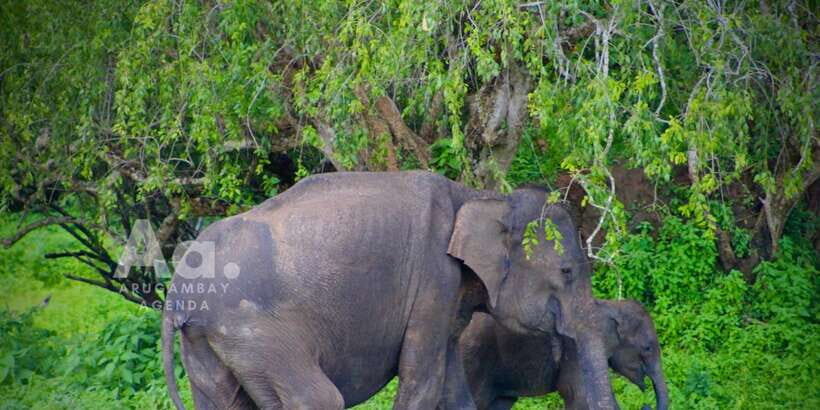 Half-Day Wild Safari in Yala National Park - In-Depth Look at the Safari Experience