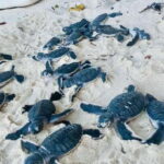 Hambantota: Galle & Bentota Coastal Day Tour - FAQ