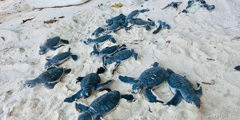 Hambantota: Galle & Bentota Coastal Day Tour - FAQ