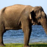 Hambantota Port: Bundala National Park Safari in a 4x4 - A Detailed Look at the Bundala National Park Safari