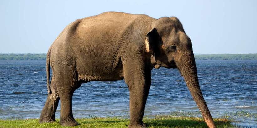 Hambantota Port: Bundala National Park Safari in a 4x4 - A Detailed Look at the Bundala National Park Safari