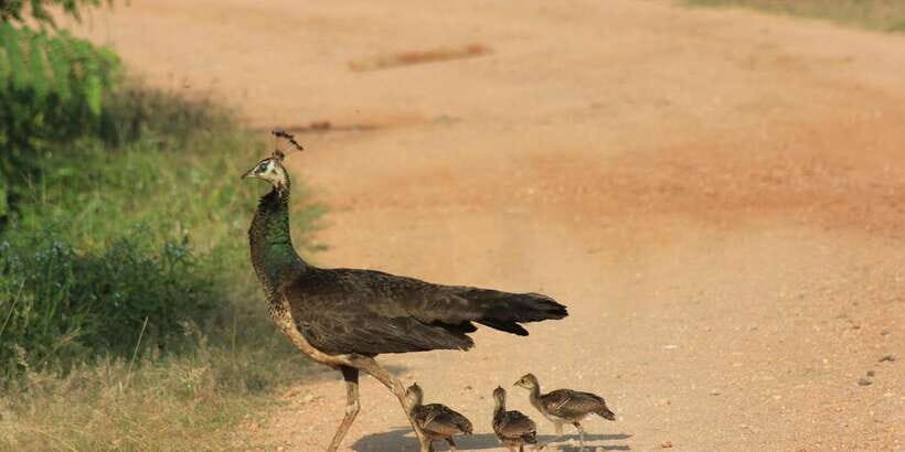 Hambantota Port Cruise: YALA Wildlife Safari (6 hours) - The Itinerary: A Balance of Drive and Discovery