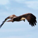 Hambantota Port: Full Day Yala National Park Safari- Private - Final Thoughts: Who Is This Safari For?